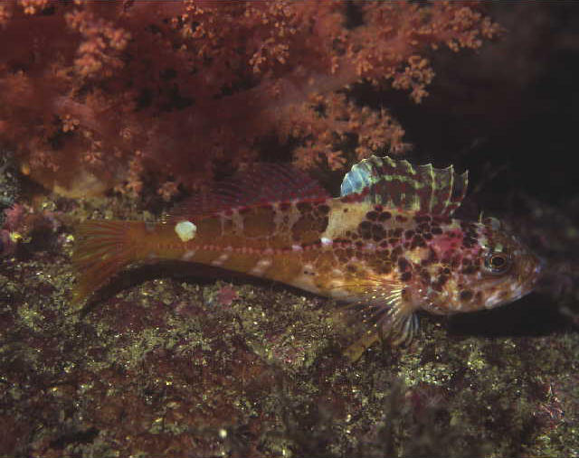 Pseudoblennius zonostigma